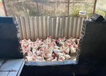 Abatedouro Clandestino Manaus