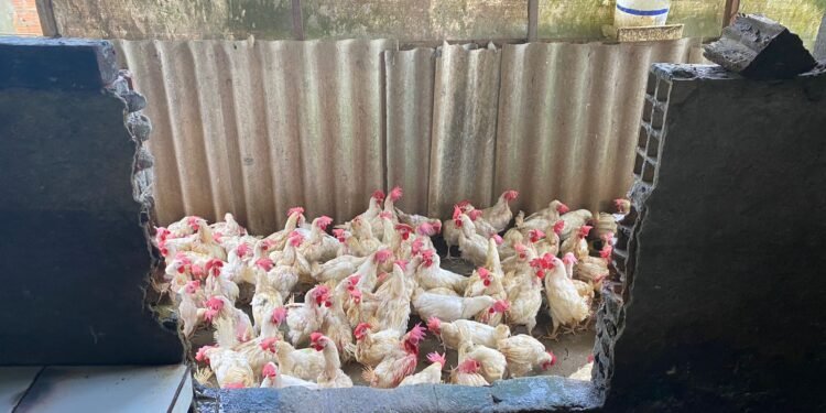 Abatedouro Clandestino Manaus