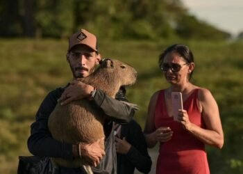 Capivara Filó indo ser entregue ao Ibama