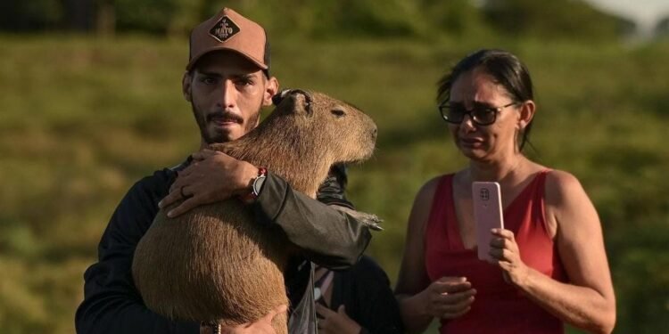 Capivara Filó indo ser entregue ao Ibama