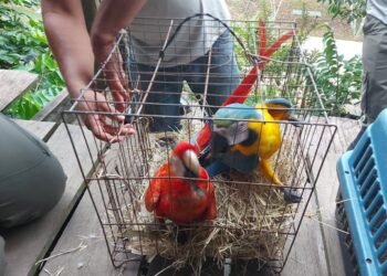 Ibama apreende mais de 20 animais silvestres utilizados como atração turística