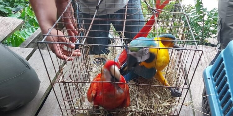 Ibama apreende mais de 20 animais silvestres utilizados como atração turística