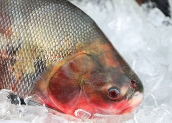 Peixe Cuidados Semana Santa
