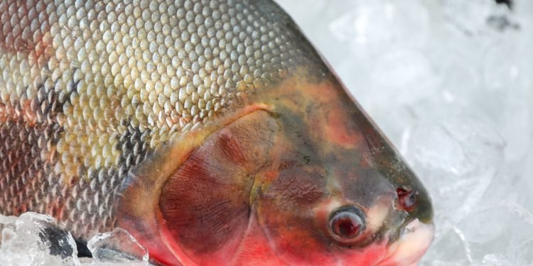 Peixe Cuidados Semana Santa