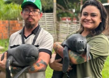 Dois filhotes de peixe-boi foram resgatados