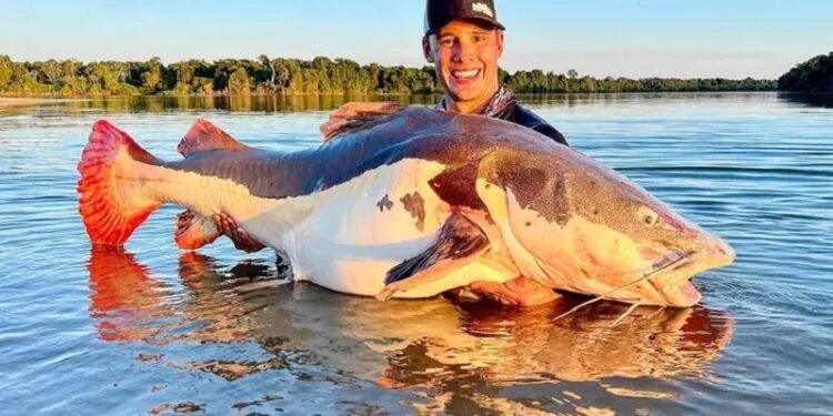Antônio fisgou o exemplar em área de pesca esportiva legalizada no Rio Xingu, Mato Grosso (Reprodução/Instagram)