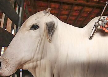 Campanha de vacinação contra febre aftosa começa nesta segunda-feira, 1/5