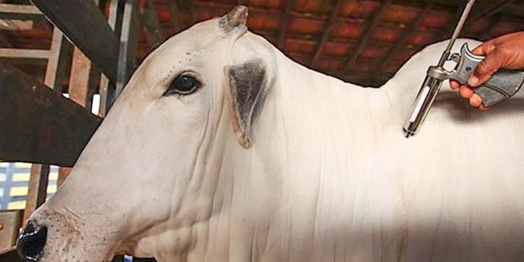 Campanha de vacinação contra febre aftosa começa nesta segunda-feira, 1/5