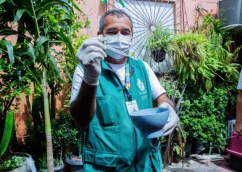 Aedes aegypti Manaus