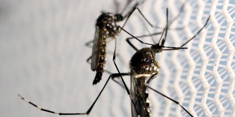 Mosquitos de Aedes aegypti são vistos no laboratório da Oxitec em Campinas