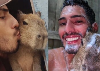 Capivara Filó Agenor animal silvestre