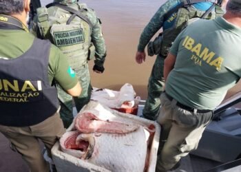 Operação Banzeiro do Ibama (1)