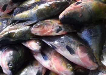 Peixes mercúrio Amazonas