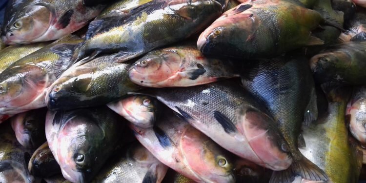 Peixes mercúrio Amazonas