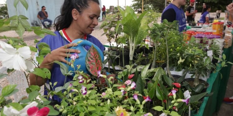 Dia das mães: feiras de produtos regionais não funcionarão no domingo, 14