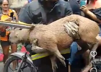 Capivara Manaus resgate