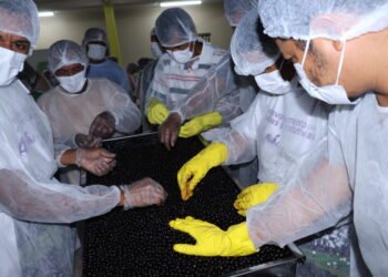 Em Alvarães, batedores de açaí recebem capacitação em boas práticas de manipulação do fruto
