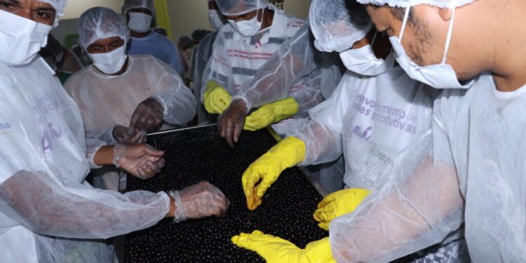 Em Alvarães, batedores de açaí recebem capacitação em boas práticas de manipulação do fruto