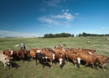 Gado bovino no pasto. Foto: Marilei Aberte/Pixabay