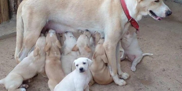 Cruzamento caseiro de animais pode gerar multa de no mínimo R$ 400, em Manaus