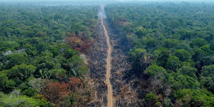 Amazonas Amazônia desmatamento