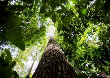 floresta Amazônica