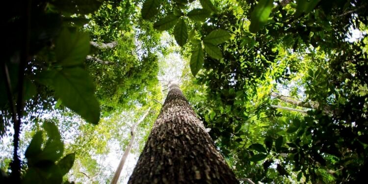 floresta Amazônica