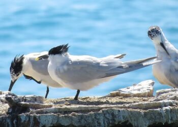 Produtor deve reforçar segurança após confirmar gripe aviária no Brasil