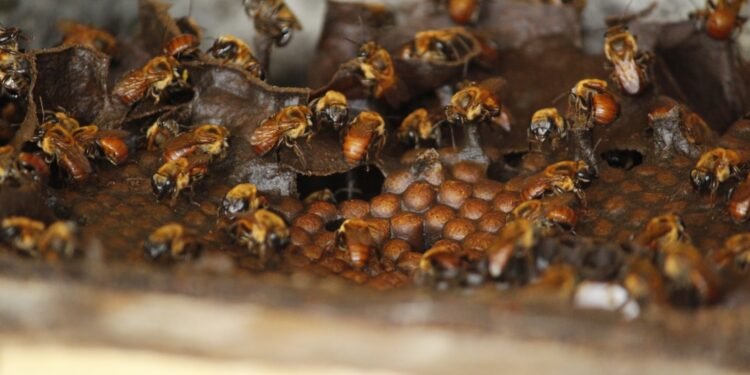 Boa Vista do Ramos oferece aos visitantes rota turística do mel