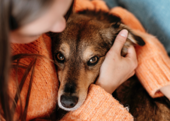 ‘Casa Fametro’ oferece consulta e vacina gratuita para cães