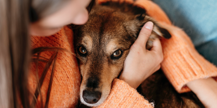 ‘Casa Fametro’ oferece consulta e vacina gratuita para cães