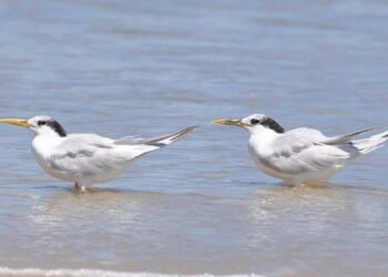 Gripe aviária Ministério da Agricultura