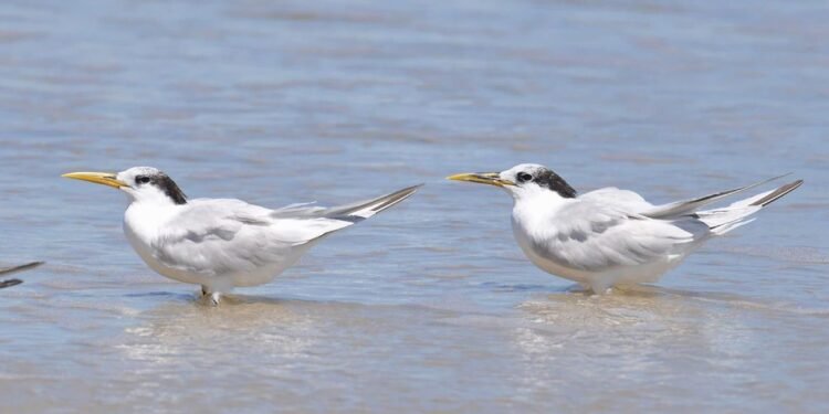 Gripe aviária Ministério da Agricultura