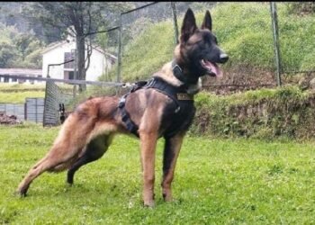 cachorro wilson desapareceu durante buscas das quatro crianças colombianas