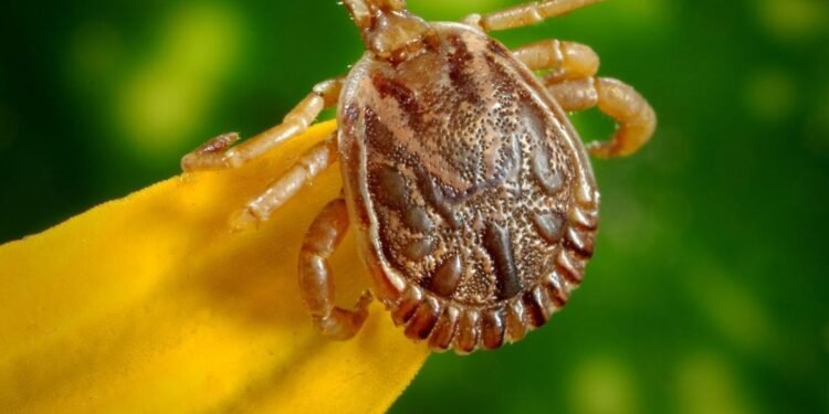 Quarta morte por febre maculosa é confirmada em Campinas, SP