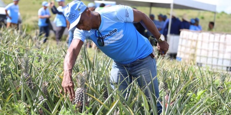 Novo Remanso recebe Workshop de desenvolvimento da cultura sustentável do abacaxi