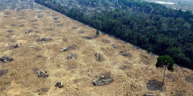 desmatamento-amazonia