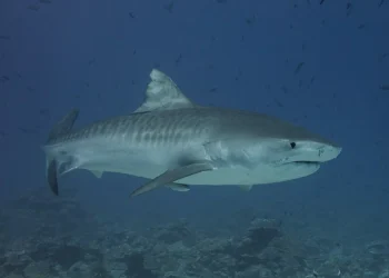Homem é devorado por tubarão no Egito, turistas registram