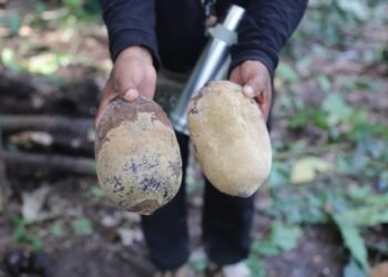 Afetados por praga no cacau e cupuaçu, Amazonas e Pará (2)