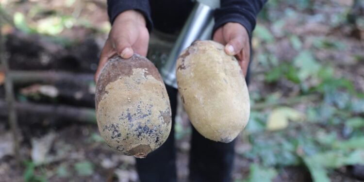 Afetados por praga no cacau e cupuaçu, Amazonas e Pará (2)
