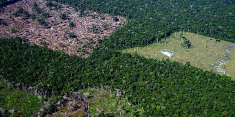 Amazônia desmatamento queda