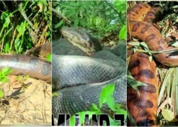 Imagem de sucuri gigante em Formoso é divulgada por guia turístico