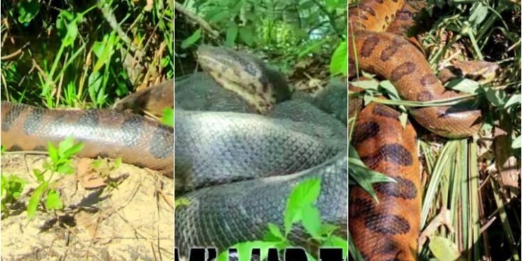 Imagem de sucuri gigante em Formoso é divulgada por guia turístico