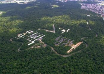 Dia de Proteção às Florestas Ufam fragmentos de floresta