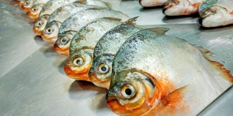 microplastico-em-peixes-estudos-fapeam