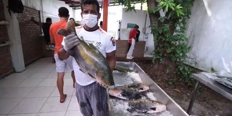 Fundação Amazônia Sustentável