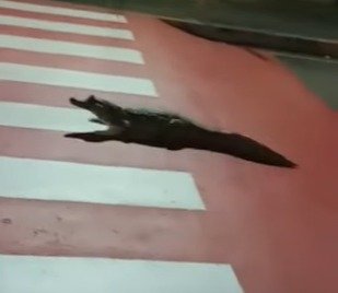 Jacaré Manaus