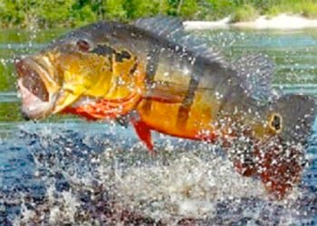 Festival de Verão com pesca esportiva de tucunaré abre inscrições
