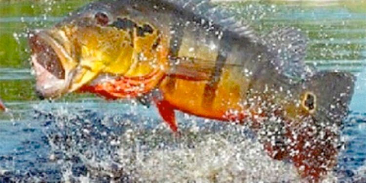 Festival de Verão com pesca esportiva de tucunaré abre inscrições