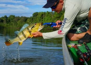 Pesca esportiva do Tucunaré em Manacapuru